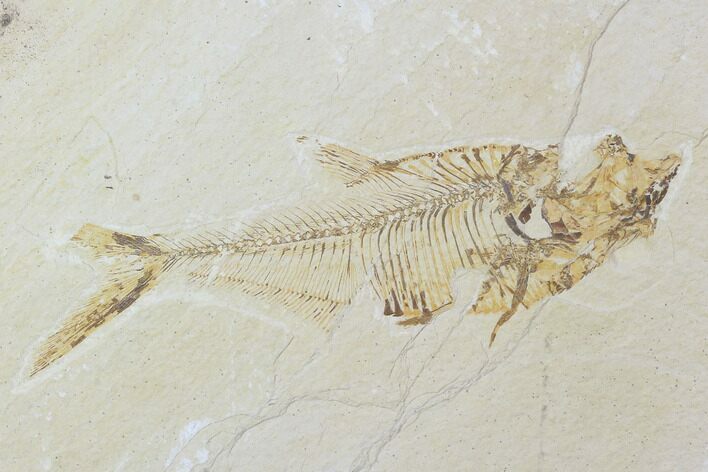 Bargain, Diplomystus Fossil Fish - Wyoming #100597